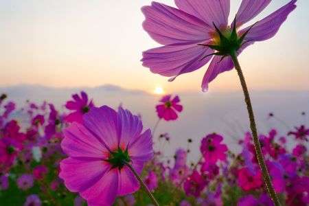 朝日に輝く一滴