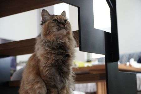 #ペット自慢2024_ネコ#