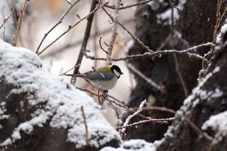 雪の舞い散るシジュウカラ