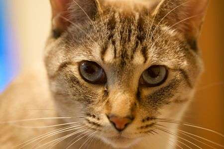 凛々しいときもあるのです