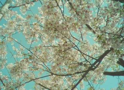 淡い夢のように