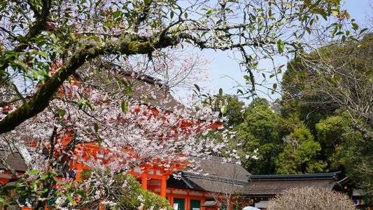 上賀茂神社の桜