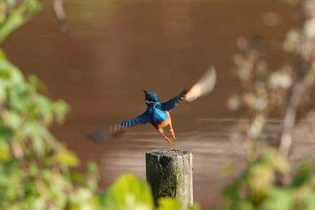 羽ばたくカワセミ