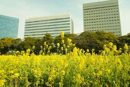 都心に春が来た。