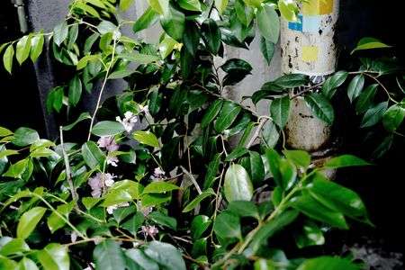 高架下で草木と出会う