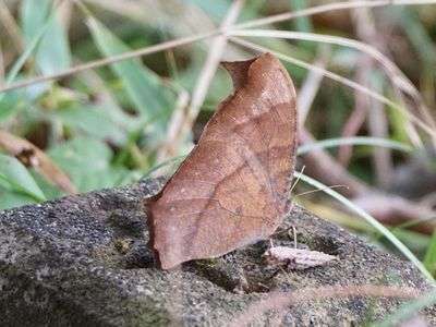 秋の富士山麓でクロコノマチョウ