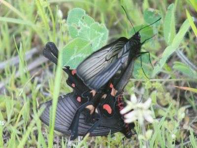 羽化したらすぐに恋の季節