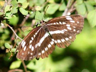 真夏の八ヶ岳山麓で