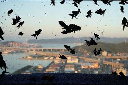 水窓に映る瀬戸大橋