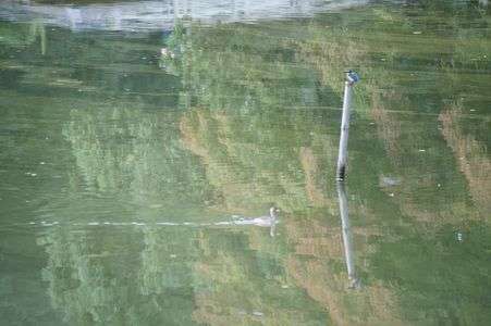 薬師池公園のカワセミとカイツブリ