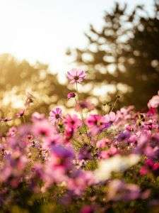 夕暮れに揺れるコスモス