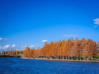 公園を彩るメタセコイア