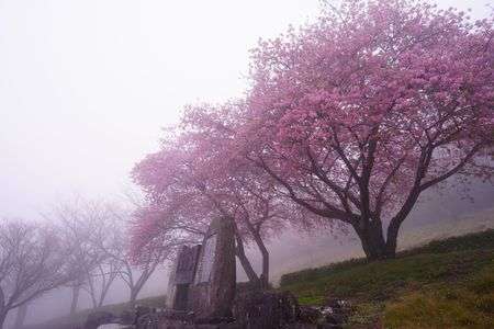 霧雨の中にひっそりと！