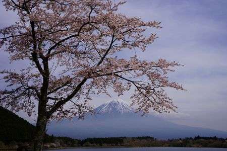 湖畔に咲くさくらと富士
