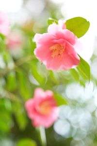 椿　〜春の訪れ〜　#フラワー2025#