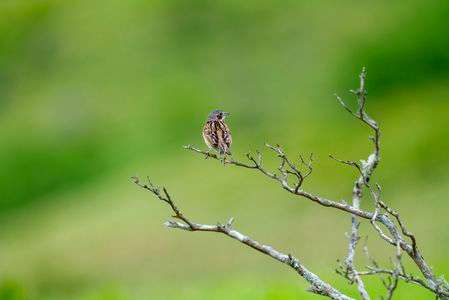 高原のホオアカ
