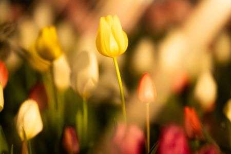 夜のおしゃんぽ