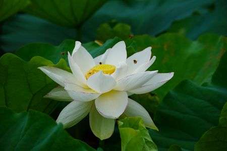 蓮の開花を待ちわびた蜂たち