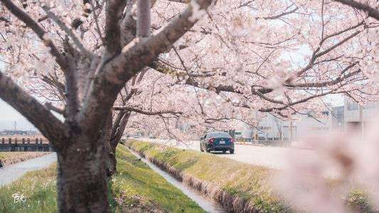 桜舞う