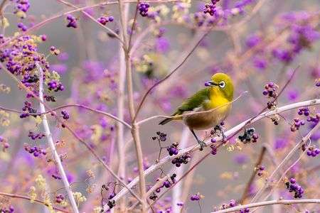 ムラサキの季節