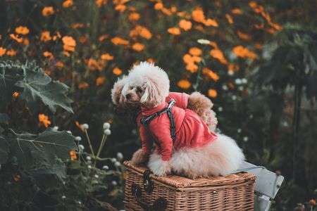 コスモス園にて