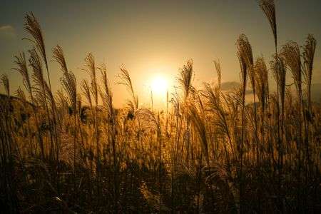 黄金のススキ