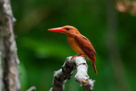 アカショウビンくん