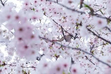 雀と桜