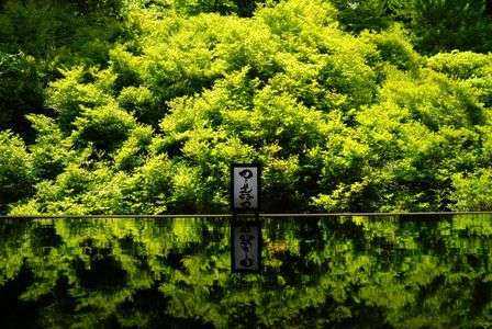 新緑のドウダンツツジ