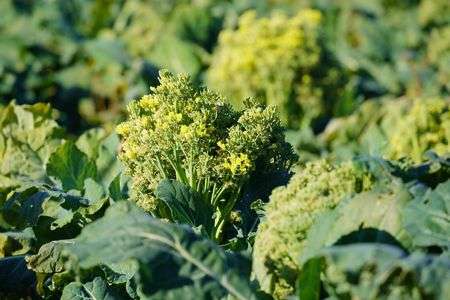 ブロッコリーの花