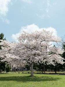 5月に咲く桜の木