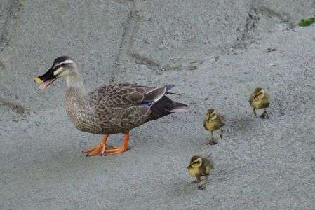 カルガモ親子