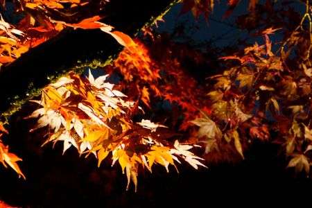 夜の紅葉