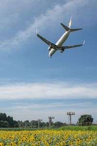 ひまわり畑とスカイマーク