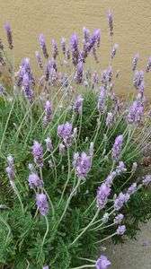 ラベンダー#フラワー2025#