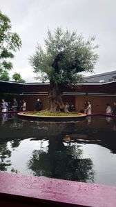 万博　オリーブの木