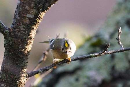 Goldcrest 😎