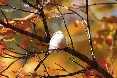 紅葉に囲まれて