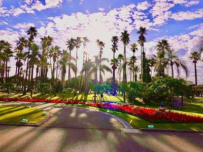 朝日に輝くボタニカルガーデンのフェニックス