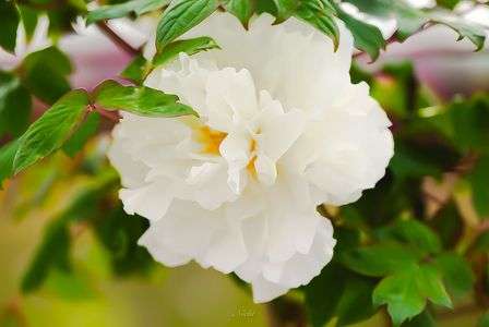 純白をあなたに