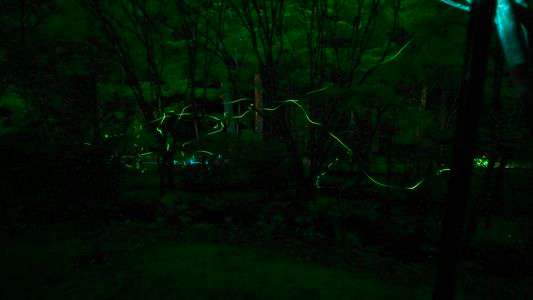 夏のはじまり(ホタル祭り)