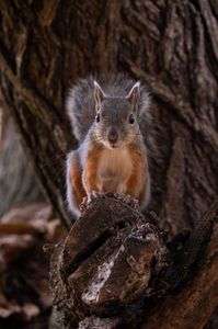 若いきねずみのポートレート