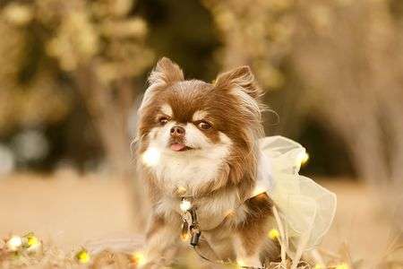 蝋梅の咲く公園～日暮れ時のお散歩