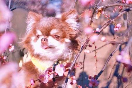 愛しい子～紅梅といっしょに