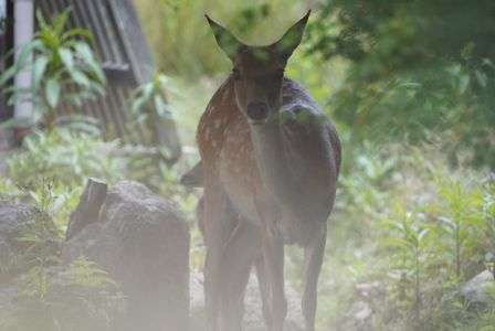 ふと気づくと鹿がいた