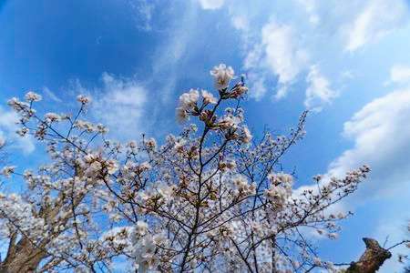 また来春#フラワー2025#