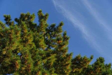 のんびり青空タイム