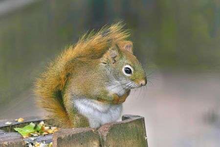 アメリカアカリス
