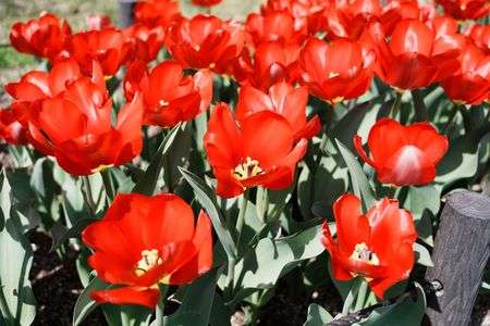 チューリップ2025