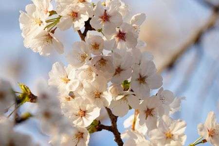 今年も咲いたね